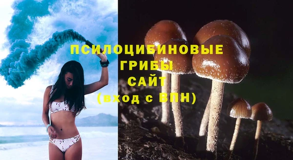 прущие грибы Мещовск